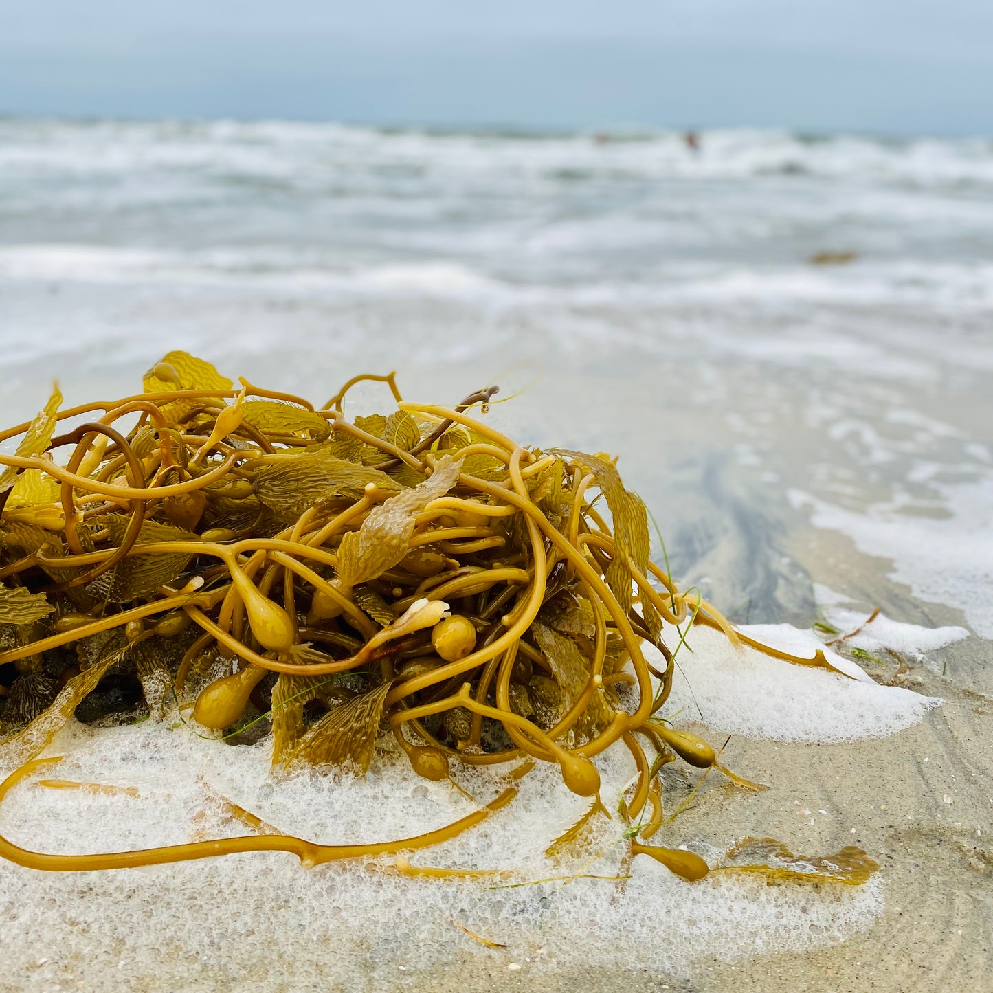 Kelp Chain Ear Threaders
